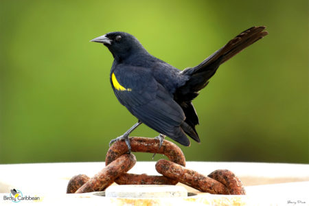 Yellow-shouldered Blackbird