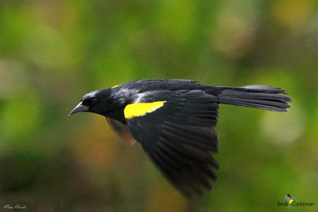 Yellow-shouldered Blackbird in flight