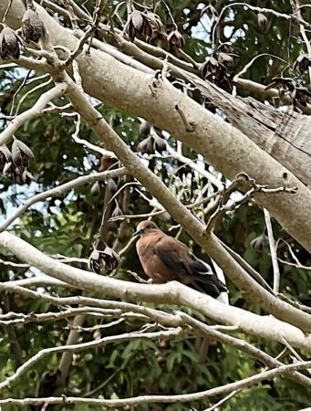 Zenaida Dove perched in a tree at the Botanical Gardens, St. Croix.