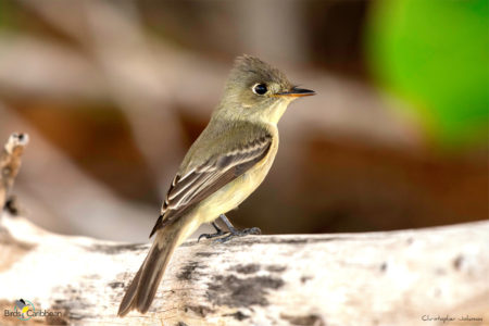 Cuban Pewee