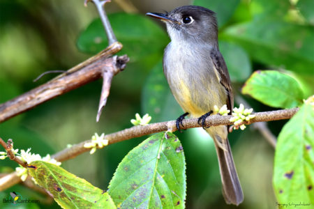 Cuban Pewee