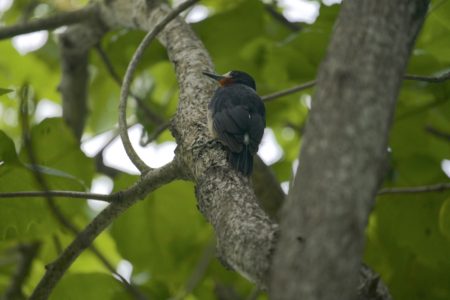 Puerto Rican Woodpecker.