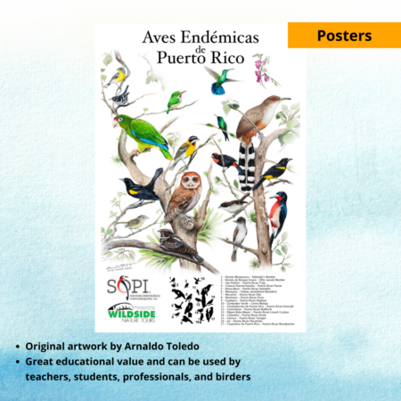 Endemic Birds of Puerto Rico Poster