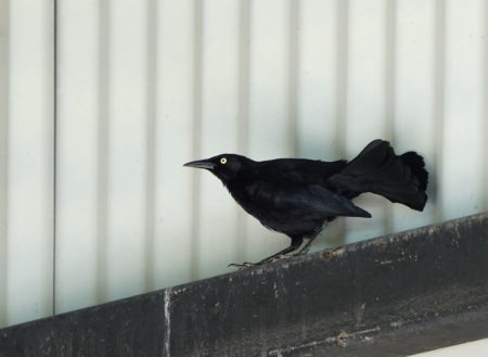 A curious Greater-Antillean Grackle checks out our work.