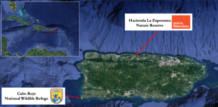 Two yellow dots have been added to the Motus Receiver Locations map (motus.org/data/receiversMap), representing the Motus stations at Cabo Rojo National Wildlife Refuge and Hacienda La Esperanza Nature Reserve.