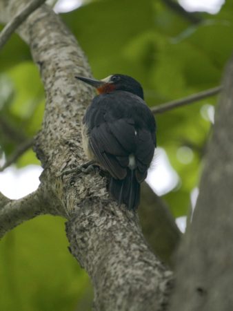 Puerto Rican Woodpecker.