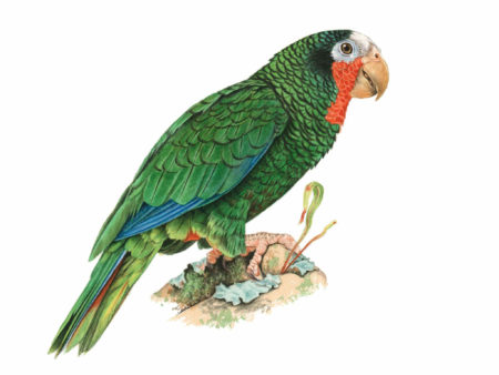 Rose-throated Parrot Giclee Print by Nils Navarro.