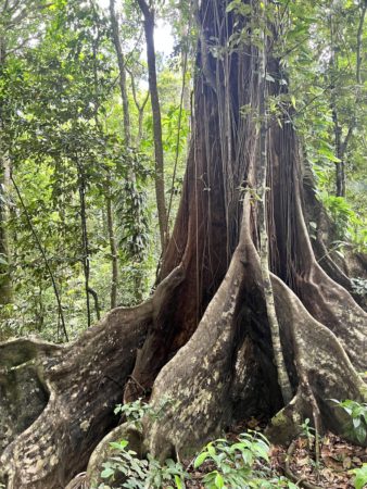 Acomat Boucan (Sloanea caribaea) - tree with buttress roots