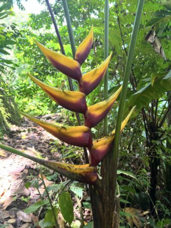 Heliconia flower in the forest.