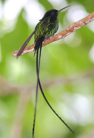 A male Black-billed Streamertail in Jamaica. (photo by Dominic Sherony)
