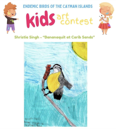 Winning submission by Shristie Singh for the Kids Art Contest (under 7years) titled "Bananaquit at Carib Sands."