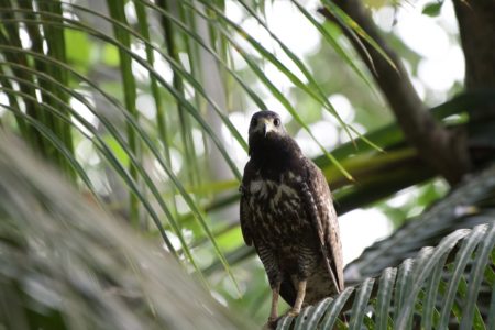 Common Black Hawk in the mangroves.