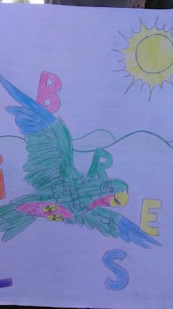 Student drawing of a Cuban Parrot.