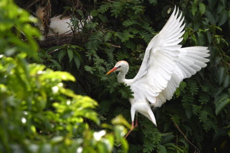 Photo of a Cattle Egret in flight.