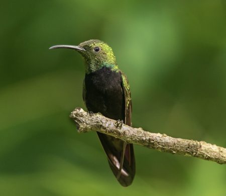 Hispaniolan Mango (male) perched in the Dominican Republic.(photo by Carlos-Gomez)