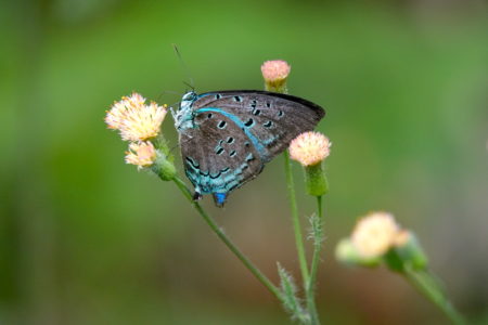 Marsyas Hairstreak butterfly rests on a flower.