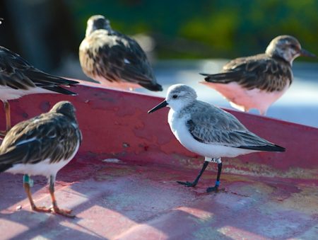 Banded shorebirds on a boat