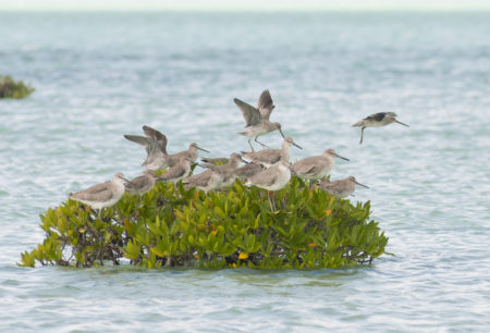 Willets and Short-billed Dowitcher, using a mangrove in the Bahamas.