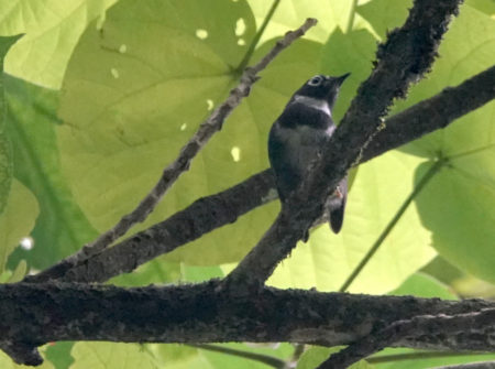 Whistling Warbler looks out from a branch.