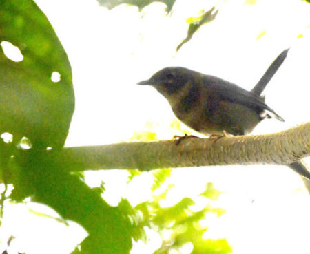 Whistling Warbler (possible juvenile or female).