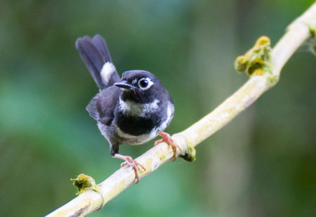 Whistling Warbler perched on a branch. 