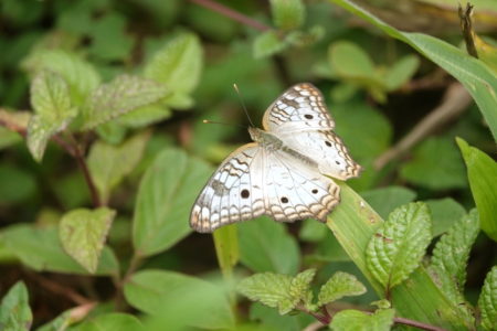 White Peacock Butterfly.