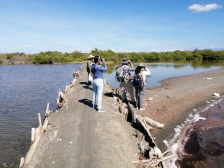 A survey team looking for shorebirds in the Dominican Republic. 