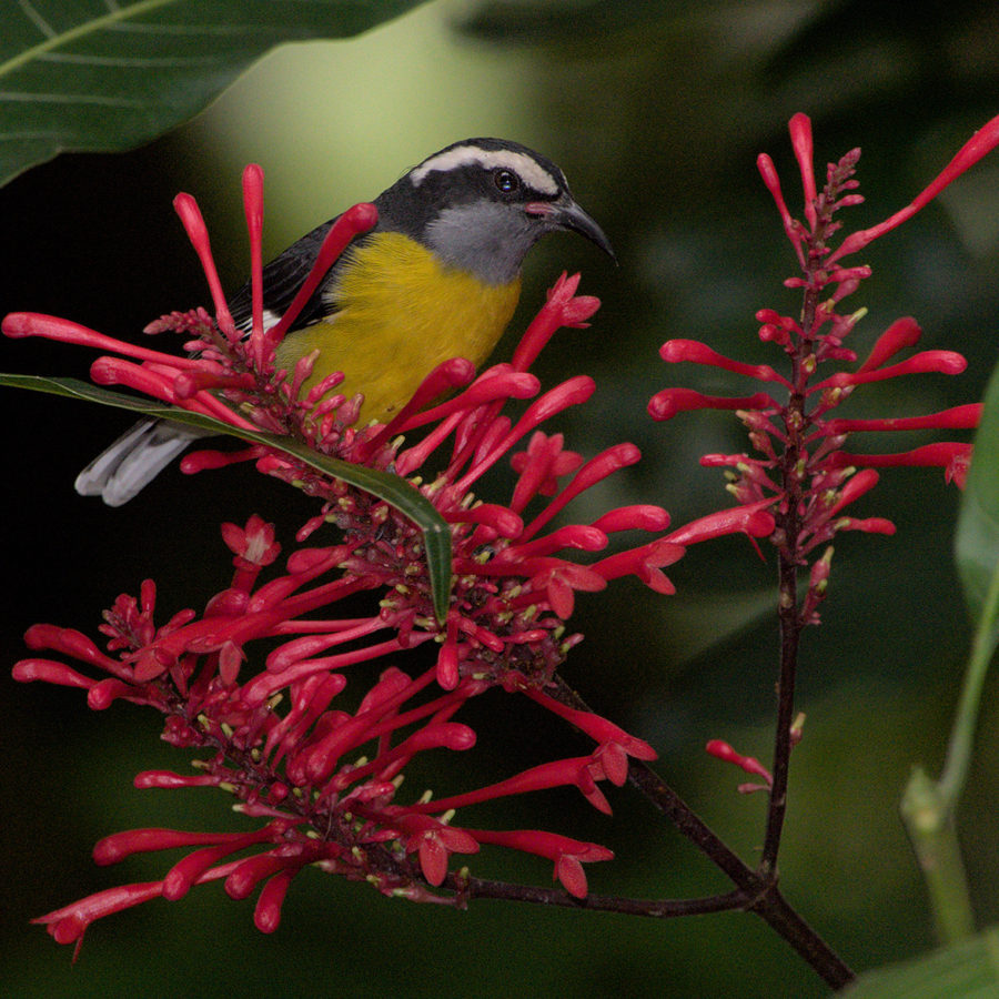 A Bananaquit perched on a red flower by Amber Roth