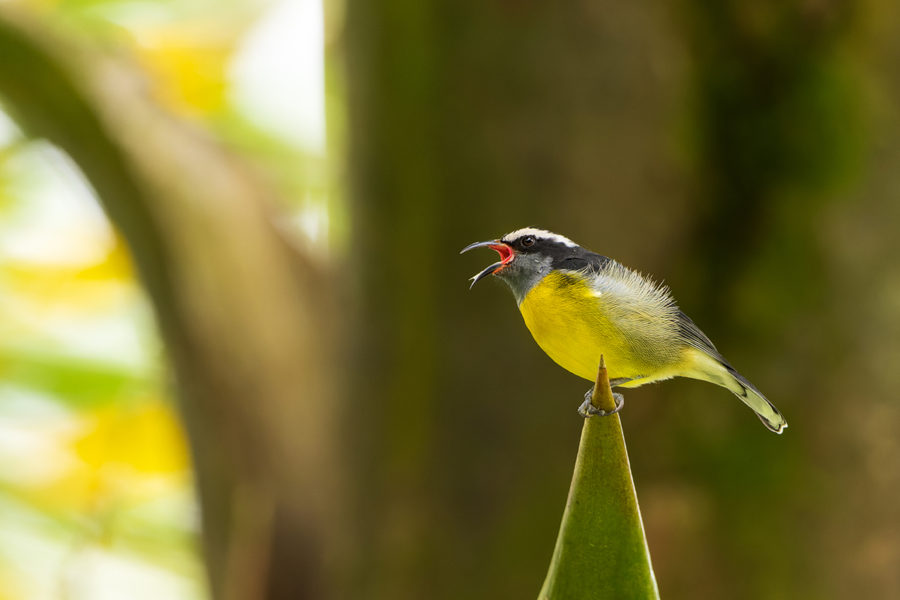 Bananaquit with it's bill open, mid-song by David Lariviere.