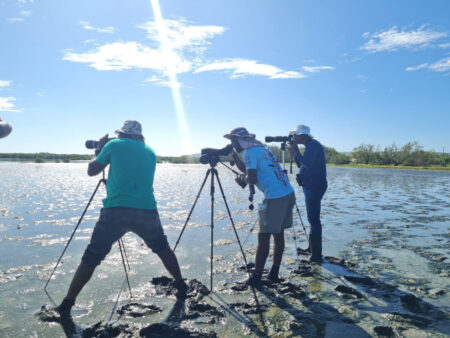 Birders standing in mud looking through telescopes