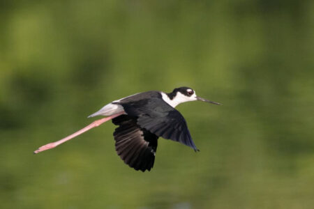 Black-necked Stilt in flight