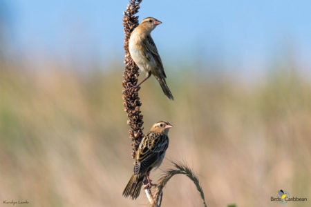 Two Bobolink females 