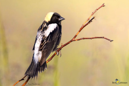 Male Bobolink