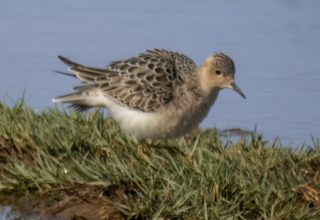 Buff-breasted Sandpiper