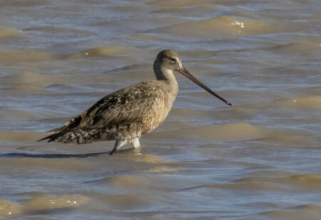 Hudsonian Godwit