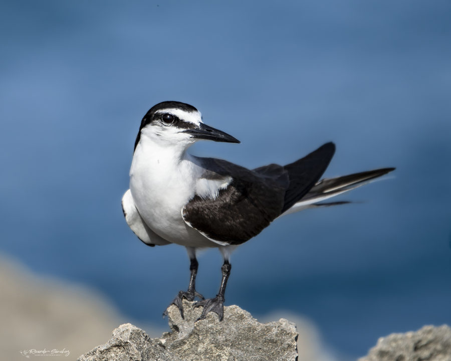 Bridled Tern perched on a rock by Ricardo Sanchez.