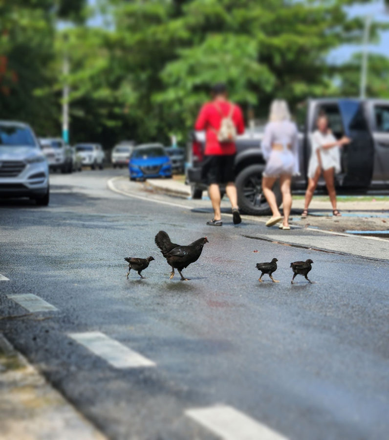 Chickens Crossing a road with people and cars in the background by Stella Uiterwaal.