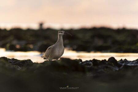 Whimbrel at sunset