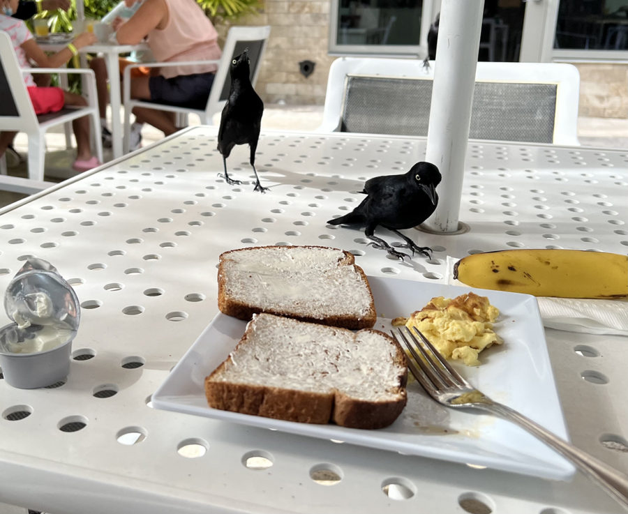 Grackles on a table looking hungrily at someone's breakfast. by Maggie MacPherson.