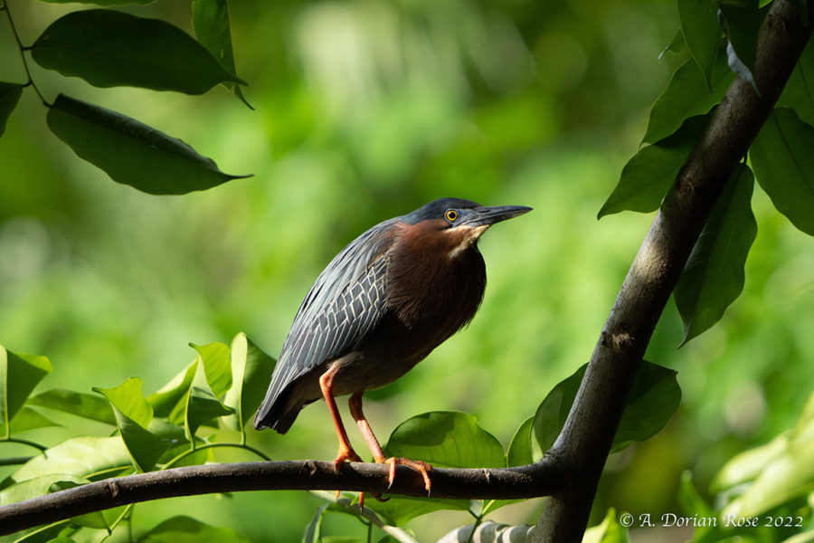 Perched Green Heron by A. Dorian Rose