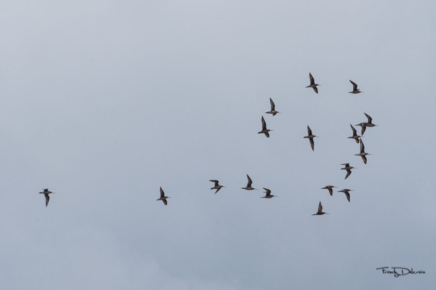 Hudsonian Godwits in flight