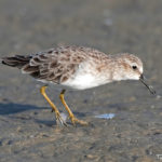 Least Sandpiper feeding on mud