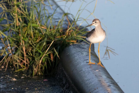 Lesser Yellowlegs perched