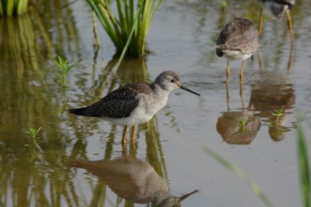 Lesser Yellowlegs