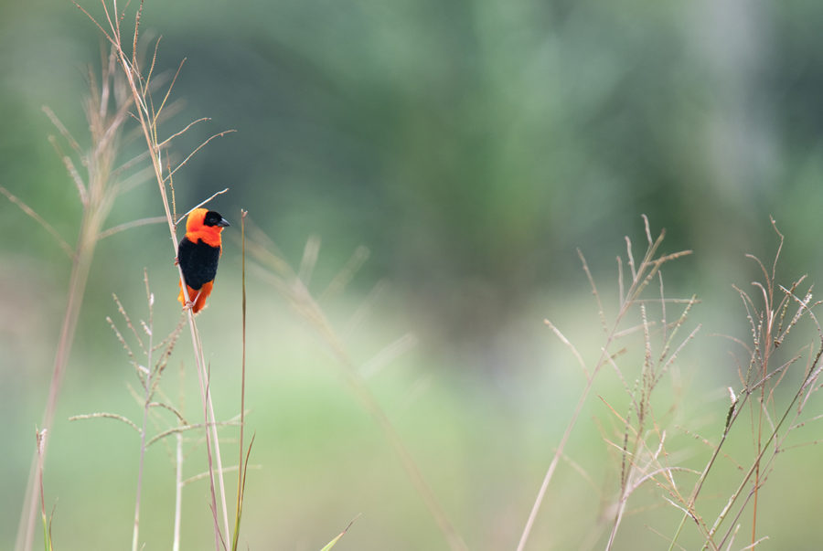 A Northern Red Bishop perched amongst grass stems by Jessica Guenther