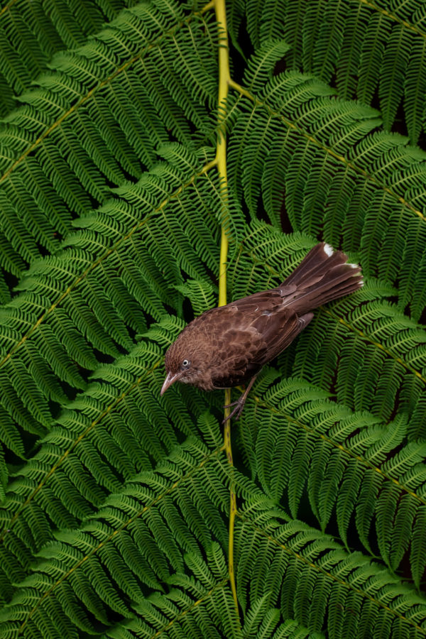 Pearly-eyed Thrasher on a fern by Jadyn Scott.