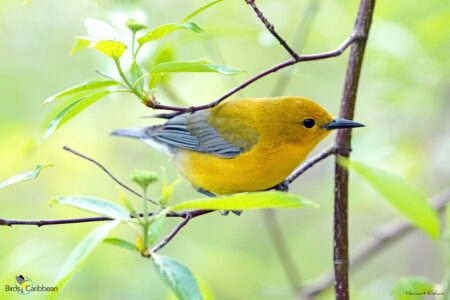 Female Prothonotary Warbler, perched
