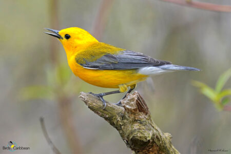 Male Prothonotary Warbler perched. (Photo by Hemant Kishan)