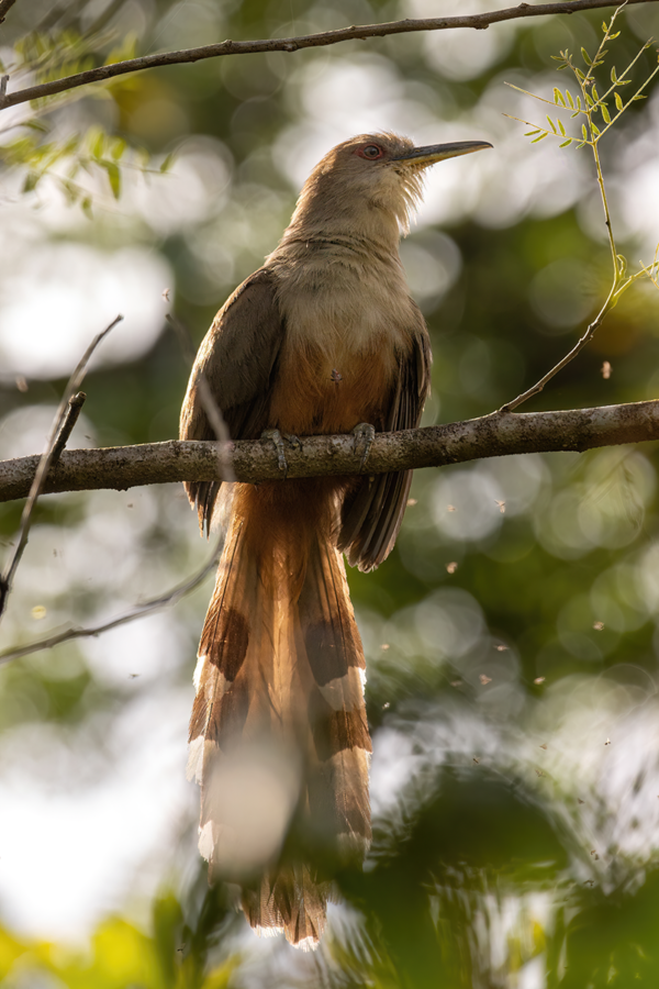 Perched Puerto Rican Lizard Cuckoo lit from behind By Russel Campbell