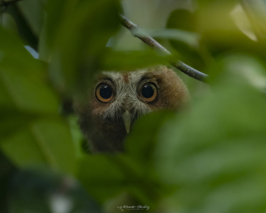 Puerto Rican Owl peering out between leaves by Ricardo Sanchez.